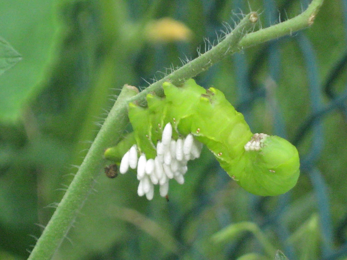 Tobacco Hornworm [and parasitic wasp cocoons]