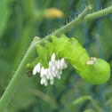 Tobacco Hornworm [and parasitic wasp cocoons]