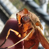 Streaked sphinx moth