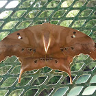 Titaea Moth