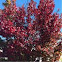 Hokie tree