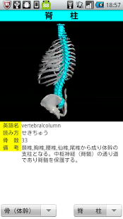 3D解剖学(圖1)-速報App