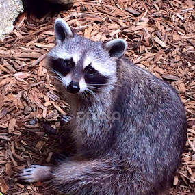 Raccoon with a puppy dog face by Bridget Wegrzyn - Animals Other
