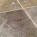 Wolf Spider