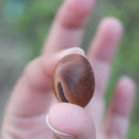 Seed heart