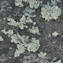 Mealy Rosette Lichen