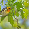 Blackburnian Warbler