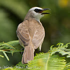 Yellow-vented Bulbul