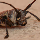 Longhorn beetle