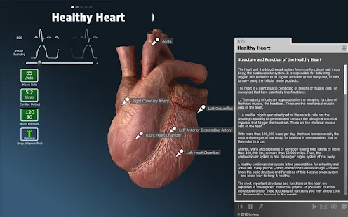 bodyxq heart