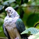 Mountain imperial pigeon