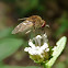 Bombyliid fly