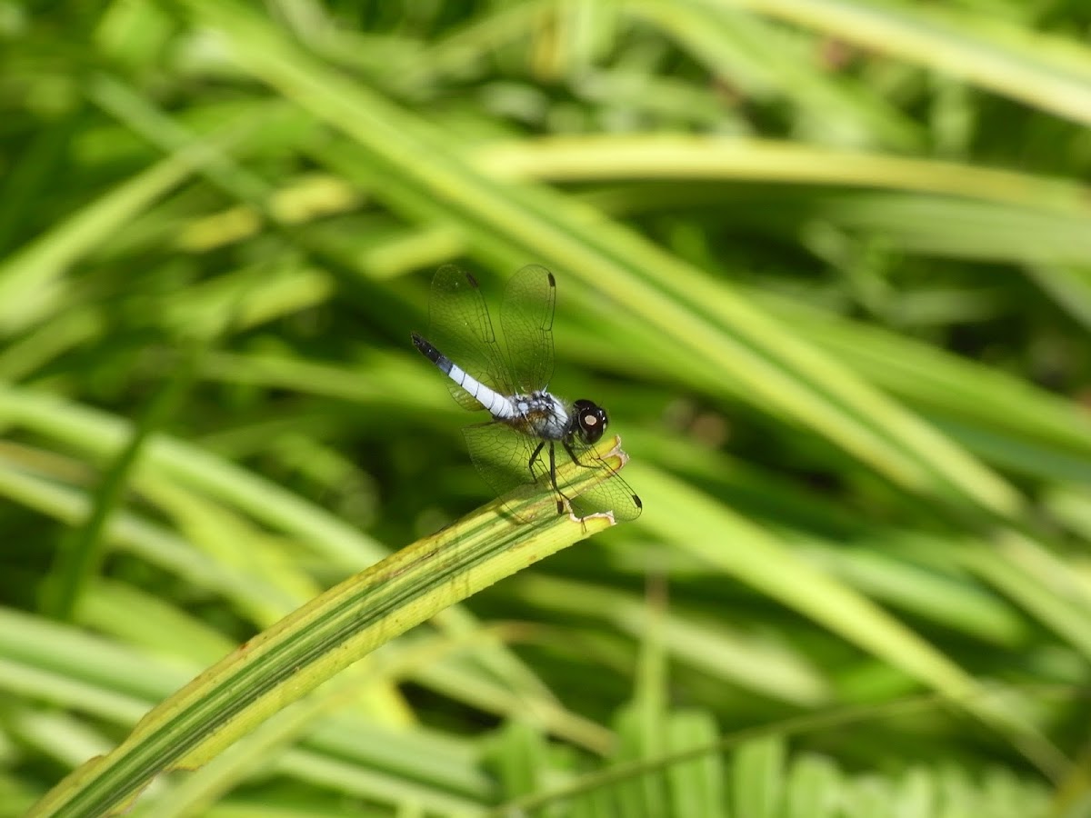 Pond Adjutent