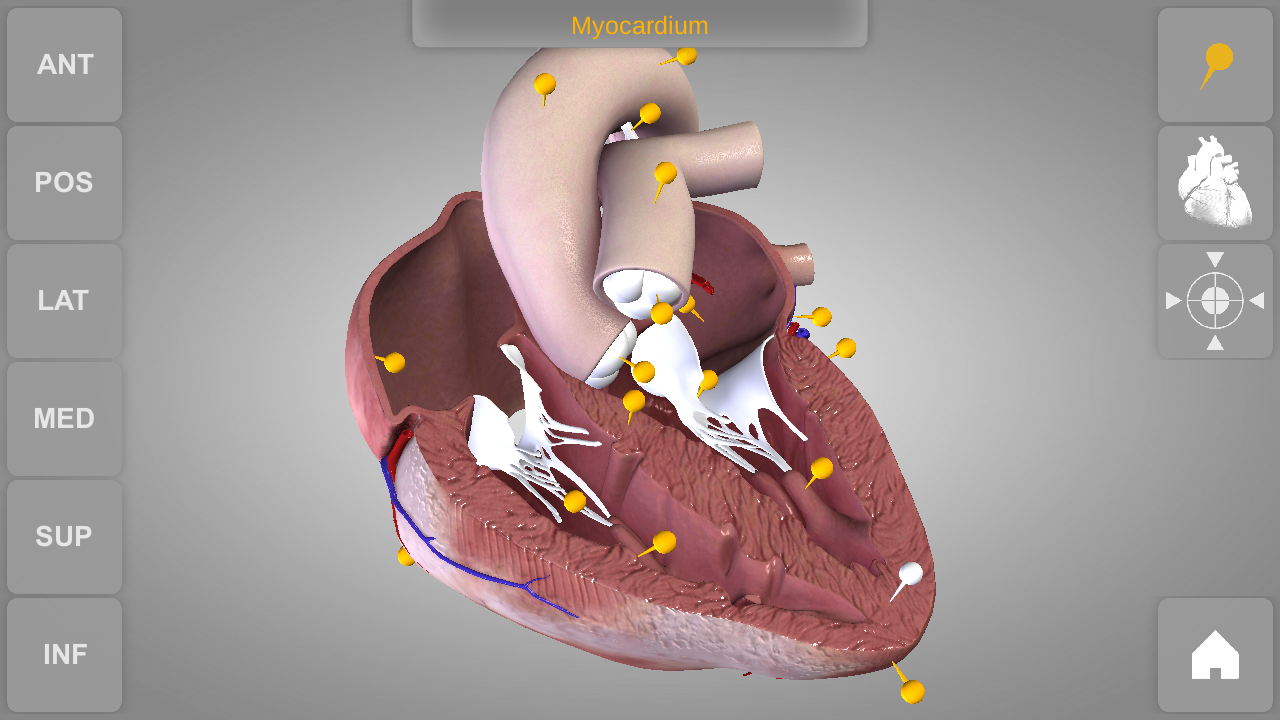 3d humans for download