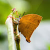 Yamfly Butterfly