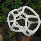 Basket fungus