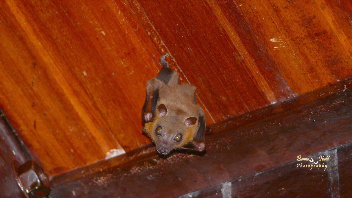 Lesser Short-Nosed Fruit Bat
