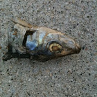 Sardine head