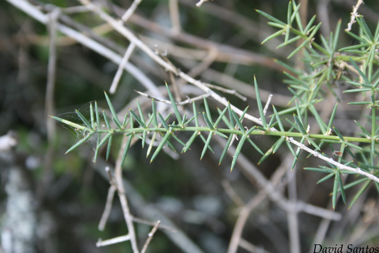 Wild Asparagus