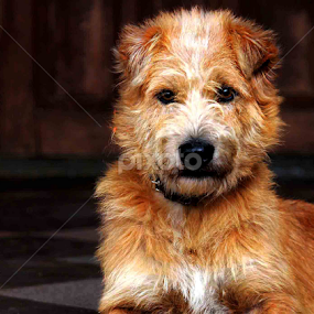 My Scooby  by Veronica Kumurur - Animals - Dogs Portraits
