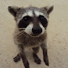 Mapache - Raccoon