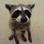 Mapache - Raccoon