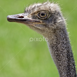 Ostrich portrait by Sandy Scott -  
