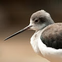 Black-winged Stilt