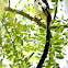 Pin-tailed Whydah