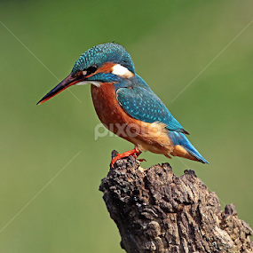 Kingfisher by Matteo Chinellato - Animals Birds