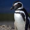 Pingüino Patagónico