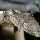 Saddled Prominent Moth