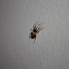Brown Widow Spider? 