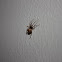 Brown Widow Spider? 