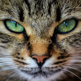 Grrr by Blagoja Pulceski - Animals - Cats Portraits