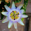 Passion Flower / Krishna Kamala