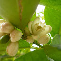Azahar (lemmon blossom)