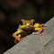 Poison Darth frog