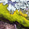 Mustard Powder Lichen