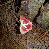 Red Russula Mushroom