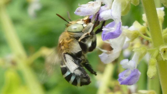 Blue Banded  Bee