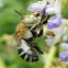 Blue Banded  Bee