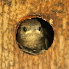 House Wren