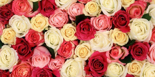 Flowers Roses Live Wallpaper