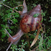 Giant East African Land Snail