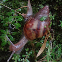 Giant East African Land Snail