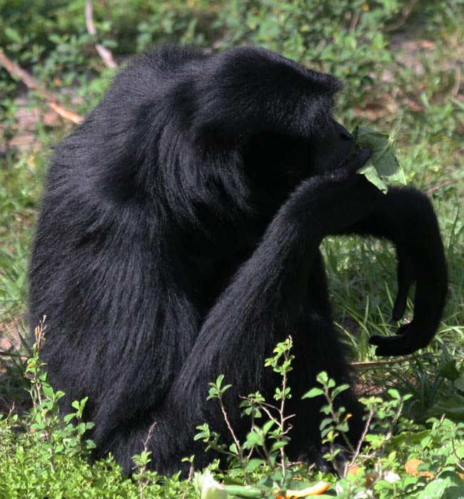 Siamang Gibbon