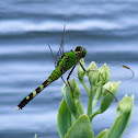 Eastern Pondhawk