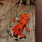 Strawberry Poison Dart frog