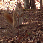 American Red Squirrel